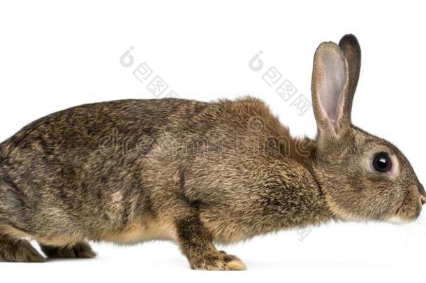 欧洲的兔子或普通的兔子,3月老的,家兔库尼