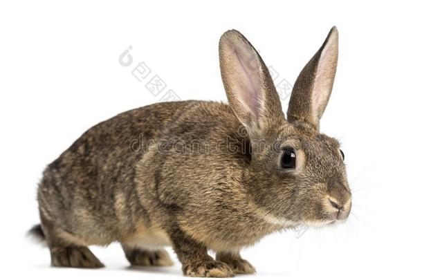 欧洲的兔子或普通的兔子,3月老的,家兔库尼