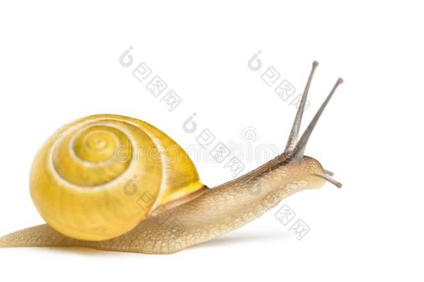 小树林蜗牛或棕色的-有嘴的蜗牛在外部黑暗的带状,蜗牛属