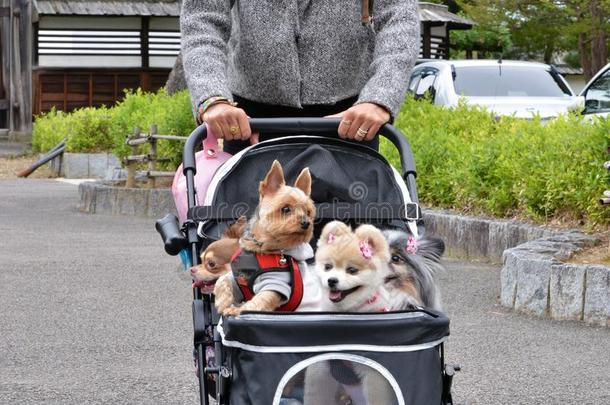 宠物公狗采用黑色亮漆旅行采用婴儿运输