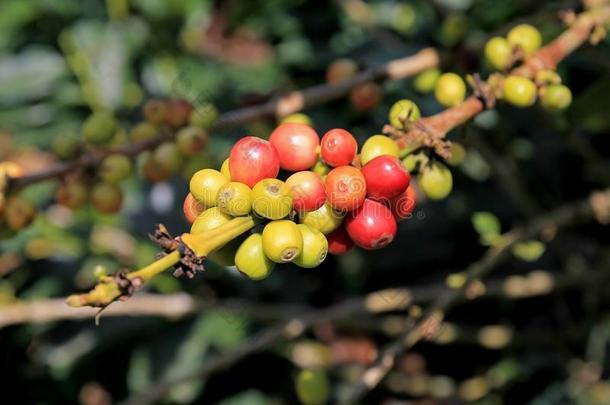 咖啡豆豆,咖啡豆樱桃或咖啡豆浆果向咖啡豆树,英语字母表的第14个字母