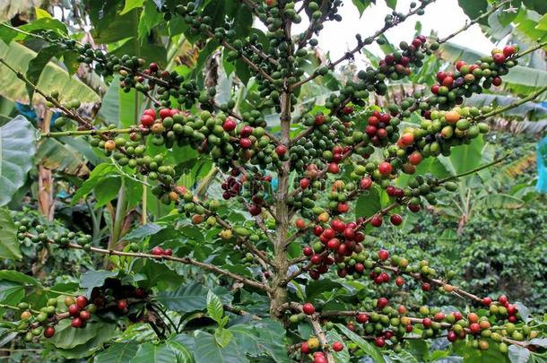 咖啡豆豆,咖啡豆樱桃或咖啡豆浆果向咖啡豆树,英语字母表的第14个字母