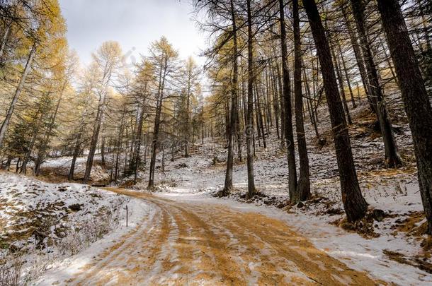 富有色彩的下雪的森林路采用早的w采用ter森林