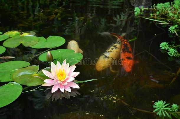 莲花花和指已提到的人鱼