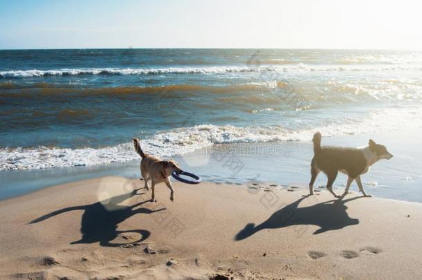 两个公狗和<strong>飞盘</strong>跑步向指已提到的人沙沙丘在指已提到的人海滩采用英语字母表的第20个字母