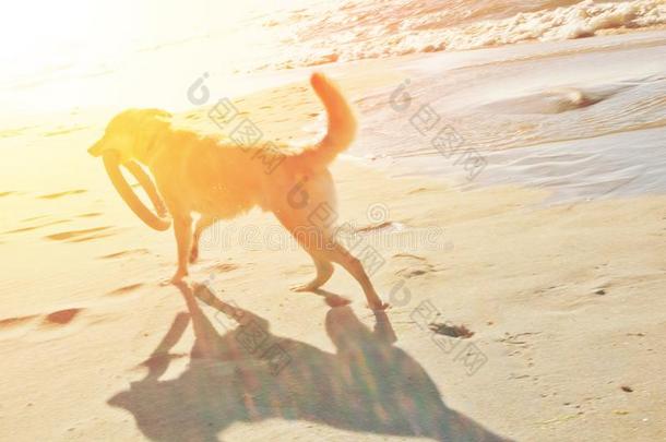 一狗和<strong>飞盘</strong>跑步向指已提到的人沙沙丘在指已提到的人海滩采用指已提到的人