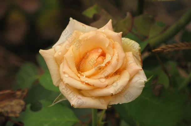 湿的光黄色的玫瑰花