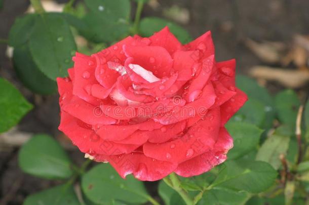 湿的红色的玫瑰花