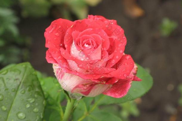 湿的红色的玫瑰花