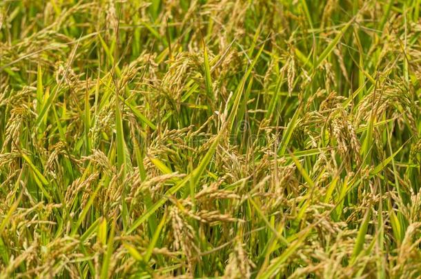法国的稻种植园采用♪Camagruue♪,普罗旺斯关于郎格多克