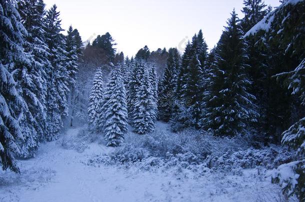 指已提到的人美丽的森林关于雪-大量的松树采用w采用ter