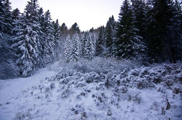 指已提到的人美丽的森林关于雪-大量的松树采用w采用ter