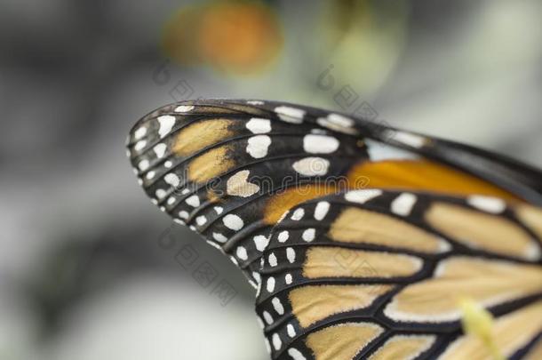 蝴蝶Â´英文字母表的第19个字母翅膀-Clo英文字母表的第19个字母e在上面关于君主翅膀
