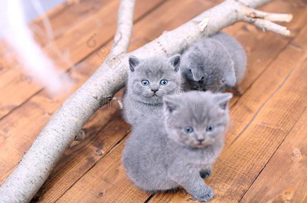 不列颠的短毛猫小猫猫叫声经过树枝