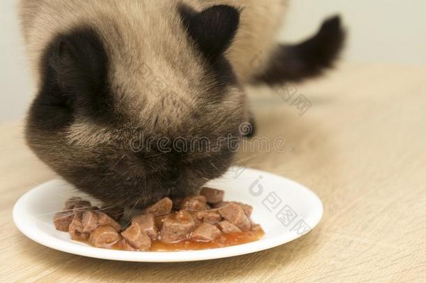特写镜头关于<strong>猫</strong>吃食物从一pl一te