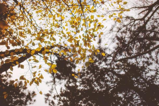 <strong>底部</strong>看法关于美丽的秋森林向多云的一天.