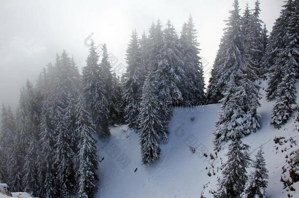雾环境松树树大量的和雪