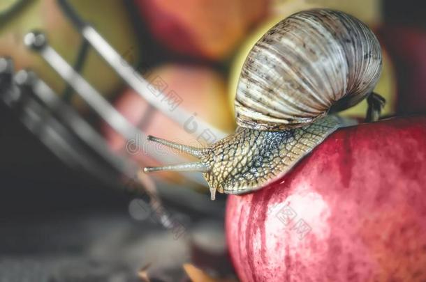 指已提到的人大大地玛瑙螺属蜗牛表面涂布不均向一红色的苹果向一b一ckground