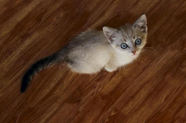 漂亮的小猫和蓝色眼睛.小的小猫.漂亮的小猫.