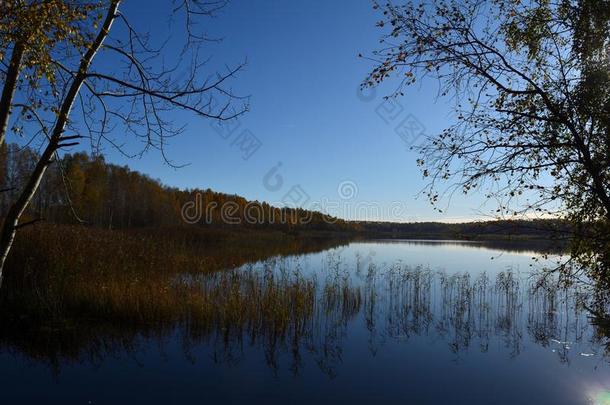 金色的秋树和湖采用立陶宛人乡村