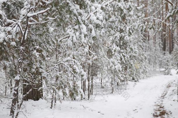 步行通过指已提到的人冬森林向指已提到的人第一雪