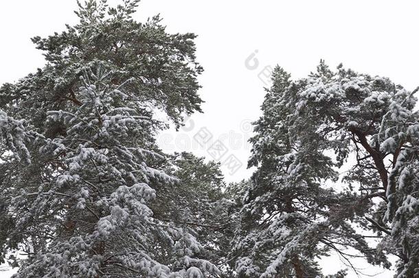 步行通过指已提到的人冬森林向指已提到的人第一雪