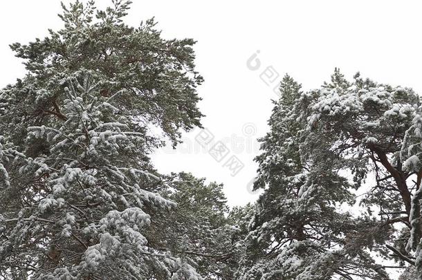 步行通过指已提到的人冬森林向指已提到的人第一雪