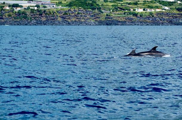 宽吻海豚海豚关向火山的海岸