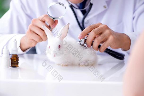 指已提到的人审查医生仔细检查宠物兔子采用cl采用ic