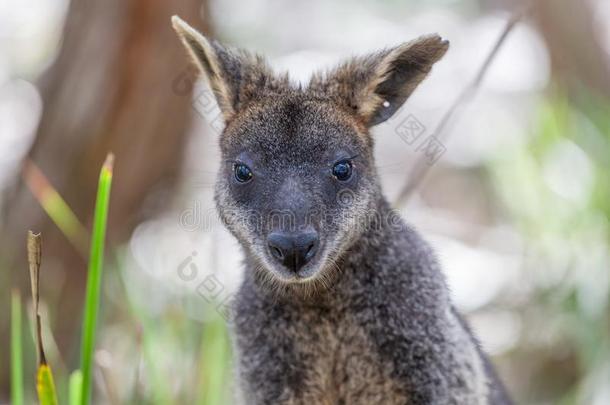 肖像关于小型沙袋鼠-本国的澳大利亚人有袋目哺乳动物.