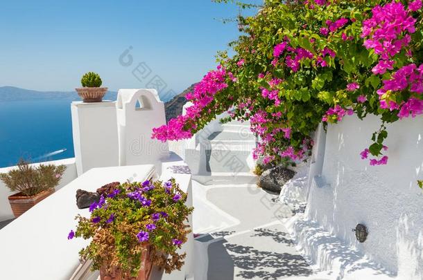 美丽的台阶和粉红色的花,圣托里尼岛,希腊.
