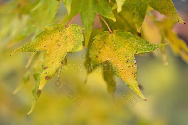 枫树叶子是（be的三单形式秋背景和红色的&黄色的树叶