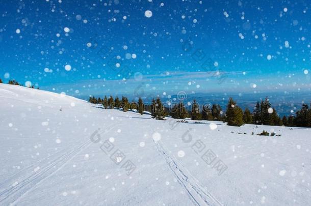 冬风景和冷杉树,雪花