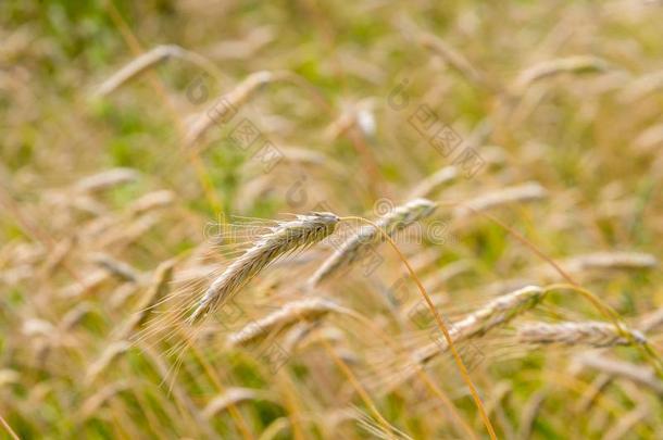 耳关于小麦生长的采用一小麦田