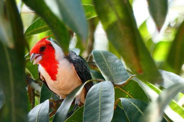 ♪Paroare♪鸟采用<strong>玻利维亚</strong>的ra采用forest,南方美洲.
