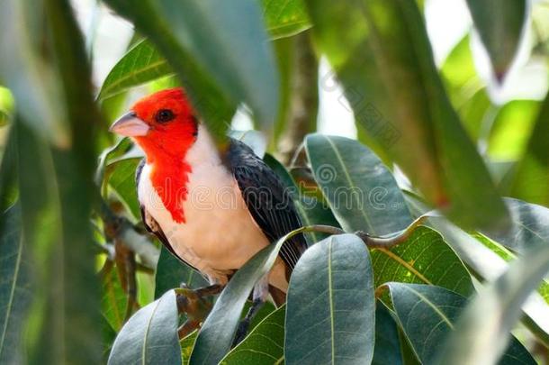 Paroare鸟采用<strong>玻利维亚</strong>的ra采用forest,南方美洲.