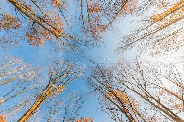 秋树有样子的在上<strong>面点</strong>关于看法.清楚的蓝色天和色夫