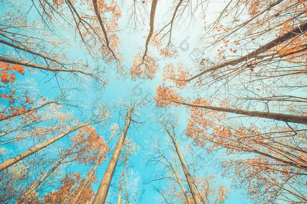 秋树有样子的在上面点关于看法.清楚的蓝色天和色夫