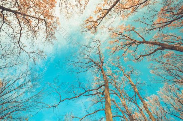 秋树有样子的在上面点关于看法.清楚的蓝色天和色夫