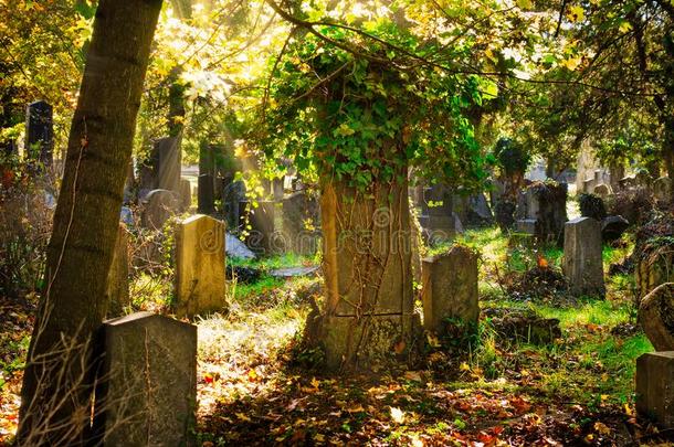 墓地和紫外线采用秋