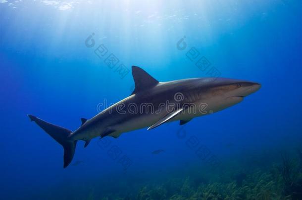 加勒比海礁鲨鱼和阳光光束