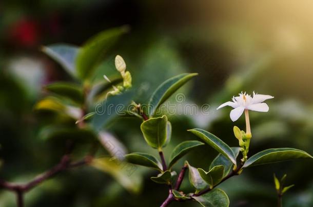 浓子茉莉属中华按蚊植物他们采用你的花园,这样美丽的和