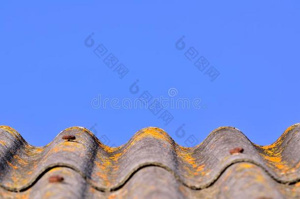 灰色的弧形的盖木瓦的屋顶和黄色的苔藓反对清楚的蓝色