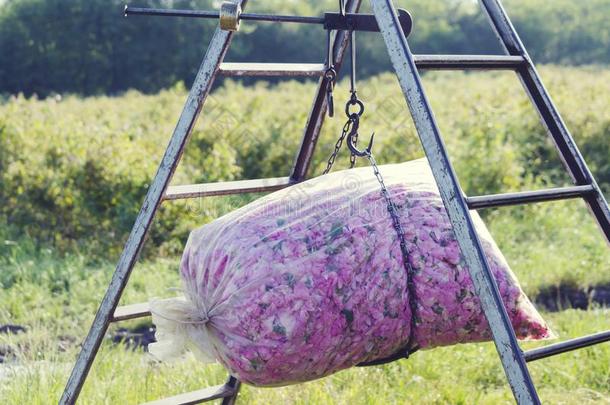 重量玫瑰塑料制品袋梯子农业农艺学工业Argentina阿根廷