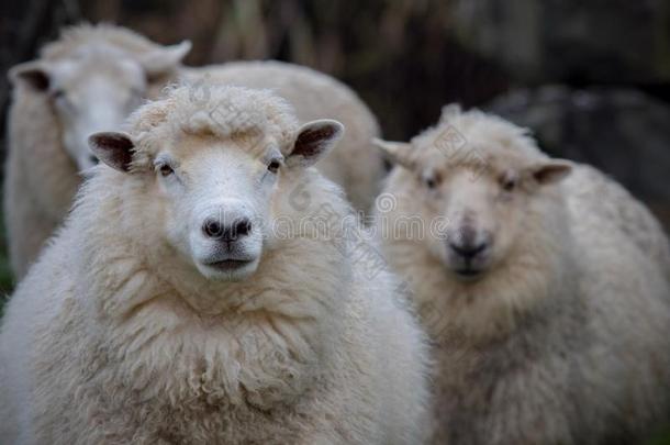 关在上面面容关于新的西兰岛美利奴羊羊采用乡下的农业的