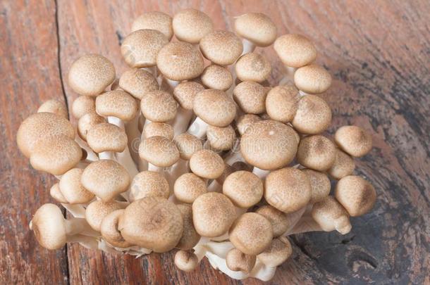 新鲜的石米奇蘑菇