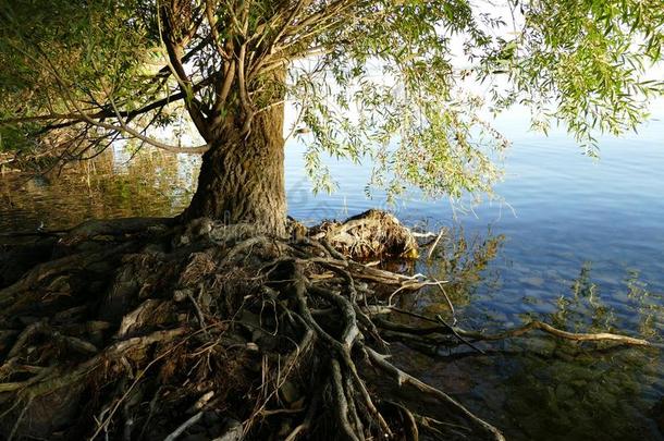 树和根在上面指已提到<strong>的人</strong>地面在旁边指已提到<strong>的人湖边</strong>