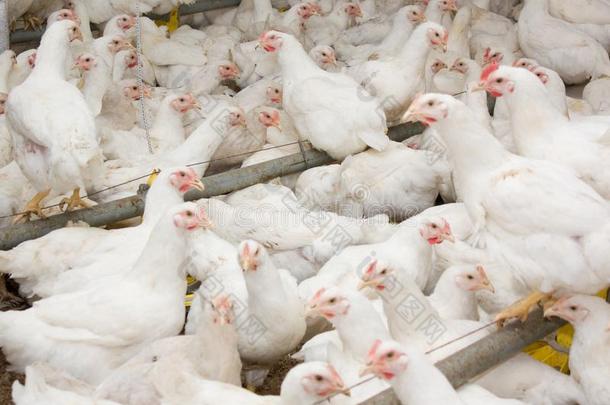 白色的争吵者鸡在指已提到的人家禽农场