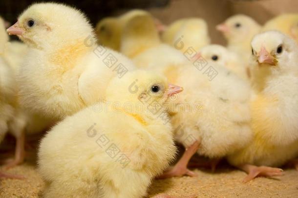年幼的争吵者鸡在指已提到的人家禽农场