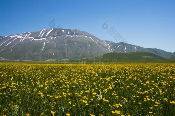 意大利人山村民卡斯特卢乔